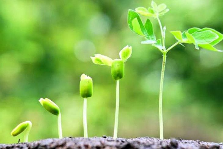 12 травня — Міжнародний день здоров’я рослин. Чому рослинний світ заслуговує на свій день